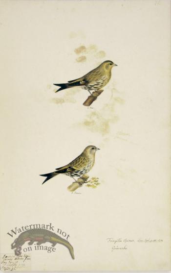 74 Swedish Birds . Fringilla Spinus, Eurasian Siskin,  M.F